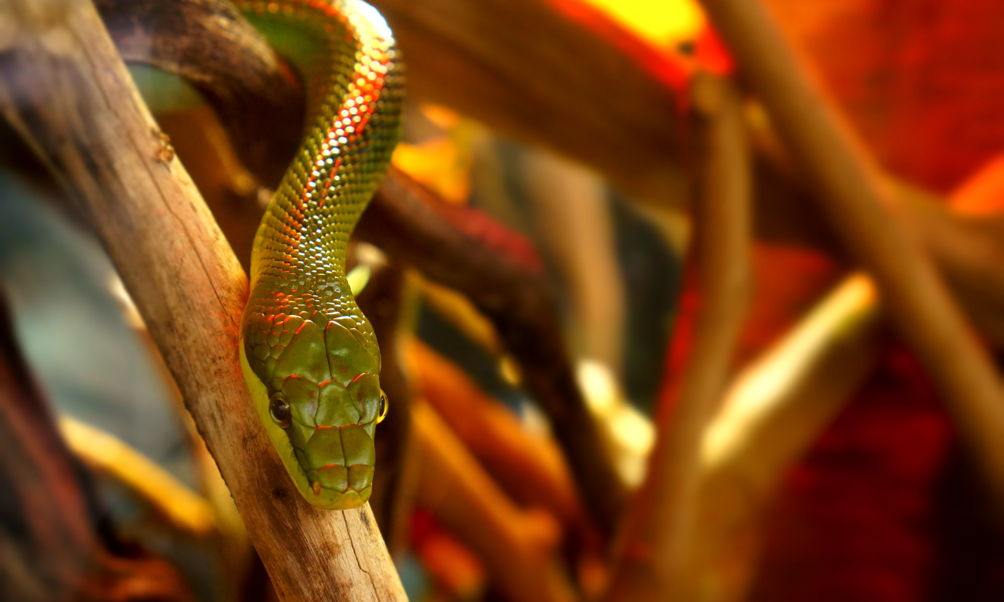 Red-tailed green ratsnake