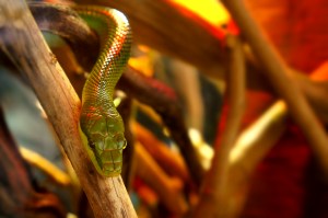 Red-tailed green ratsnake